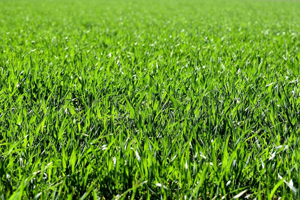 Read more about the article Győrszentivánon építési telek eladó